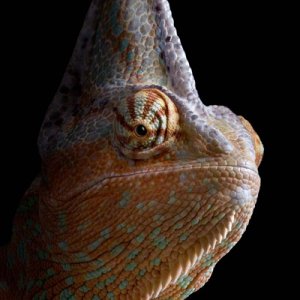 Veiled Chameleon Chewy