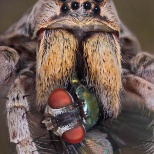 Wolf spider and fly