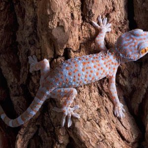Young tokay on bark