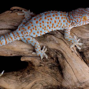Young tokay on driftwood