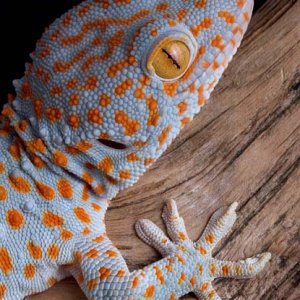Young tokay