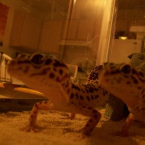 just after moving out! of course i brought my geckos with me  =)