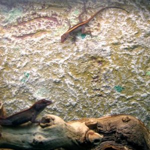 Offspring of Anolis cristatellus "Puerto Rico Stripe"