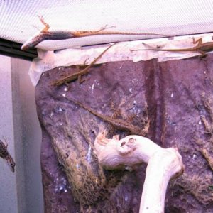 Anolis sabanus offspring