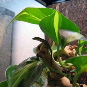 Anolis krugi baby