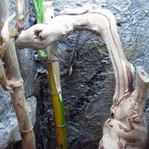 Female Anolis krugi.  One of my best producing Anolis ever.
