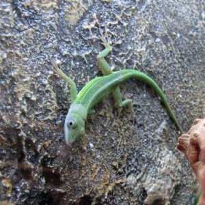 Female Anolis c. chlorocyanus