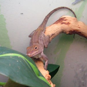 Male Anolis cristatellus (lazy man)