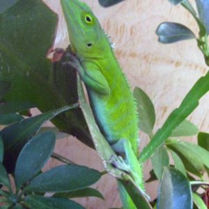 "The Bull", a male Anolis garmani large and in charge of his two females....