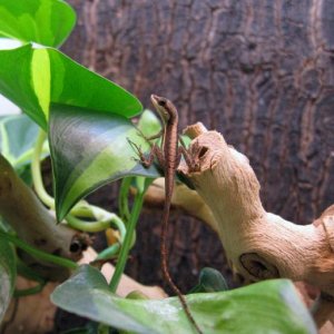 baby Anolis krugi