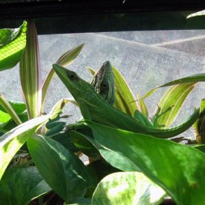 young smallwoodi pair