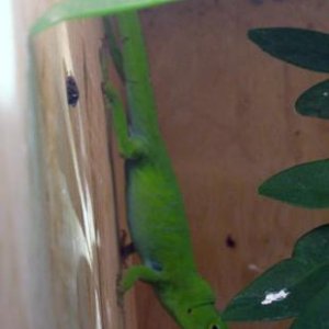 female Anolis garmani