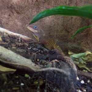 Male Anolis occulatus winstoni