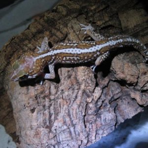 Paroedura pictus stipe male