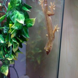 seymour3