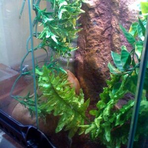 gecko4