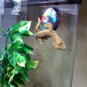 gecko3