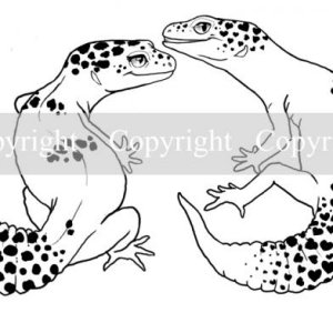 Leopard Gecko Commission