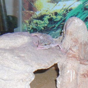 Chester sticking out his tounge