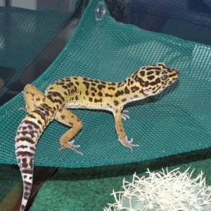 Timmy
this is our gecko that is about 1 year old, he's a bully.