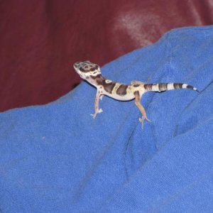 This is our newest baby gecko, S/he is real sweet, but I can't get it to eat :(