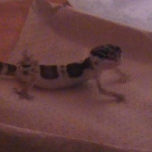 this pic was taken after we had it about a week and took put it in a container with cricket and mealworm to see if he would eat, but he wasn't even in