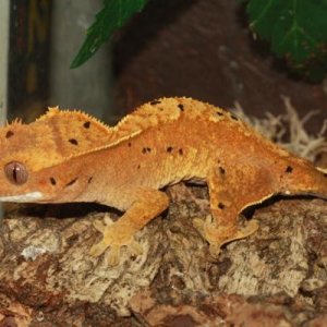 Pringle - Female