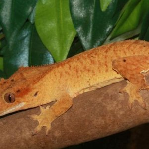 Pebbles - Female