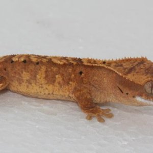 Charleston - Male