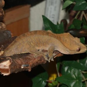 Polka - Female