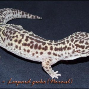 Kali