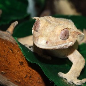 Crested Gecko 02