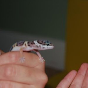 me holding my poe