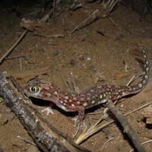 Pachydactylus vanzyli