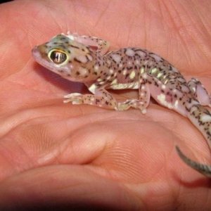 Pachydactylus vanzyli