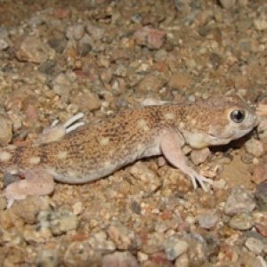 Ptenopus karpi
