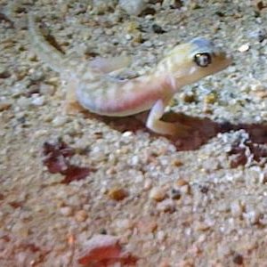 Pachydactylus rangei