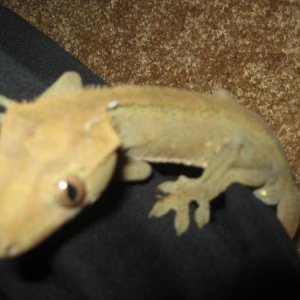 Crestie checking me out
