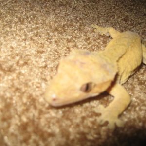 bella is probably going to jump in a second. She thinks she is a frog.