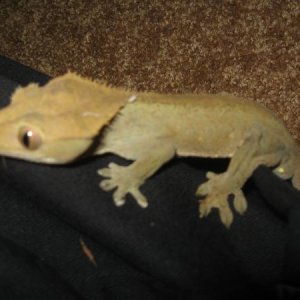 Crestie chillin'.
