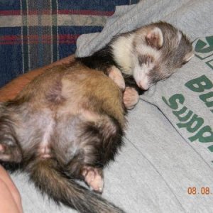 Chester