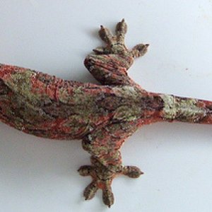Blush- red phase pine island female, small for a pine so i'm trying to cross her with a mainland.