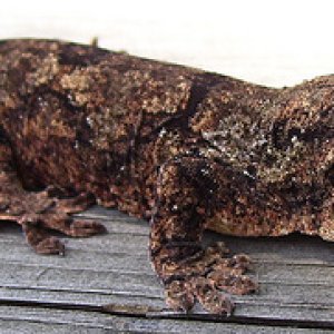 Joni- Subadult photo of her, she's much more green now.  Pine island female from This Island Earth Herpetoculture 2008
