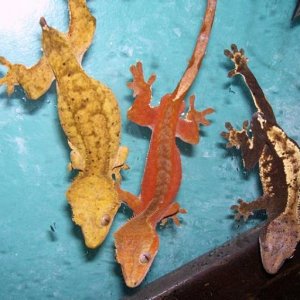 Nice trio of some cresteds I'm breeding.  Male is the red bicolor in the center.  Female on the left nearly died as a baby, my hard work and hand feed