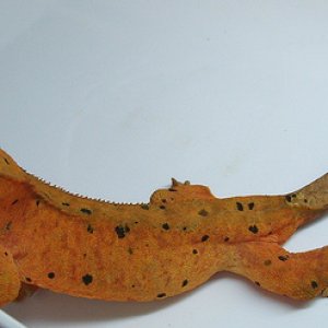 My favorite dalmatian crested