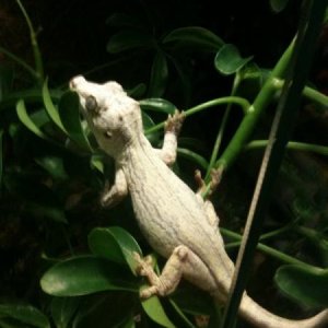 Isabelle
Rhacodactylus auriculatus