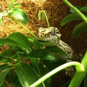 Isabelle fired up
Rhacodactylus auriculatus