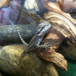 Ganan
Pogona vitticeps