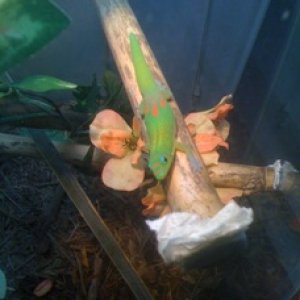 male
