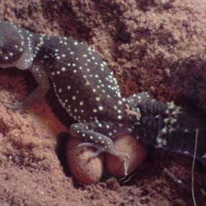 eggs